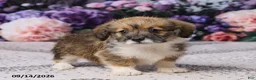 Corgipoo dogs for sale: Abby - Ad 1