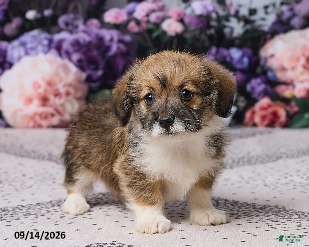 Corgipoo dogs for sale: Abby - Ad 1