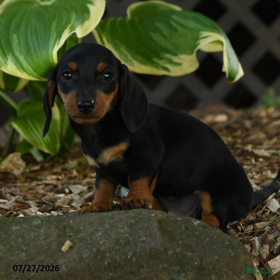 Miniature Dachshund dogs Dillon - Ad 2