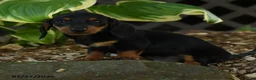Miniature Dachshund dogs for sale: Dillon - Ad 2