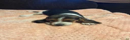 Beagle dogs for sale: Beagle 4 - Ad 7