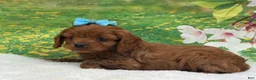 Cavapoo dogs for sale: Benny - Ad 3