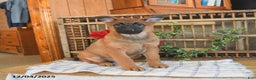Mixed Breed dogs for sale: Oscar - Ad 3