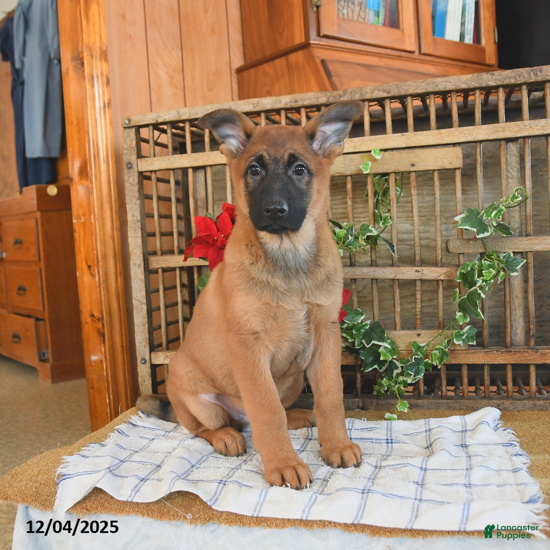 Mixed Breed dogs for sale: Oscar - Ad 3