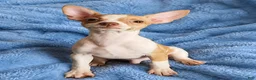 Chihuahua dogs for sale: Male teacup chihuahua.  Hand Delivery  - Ad 1