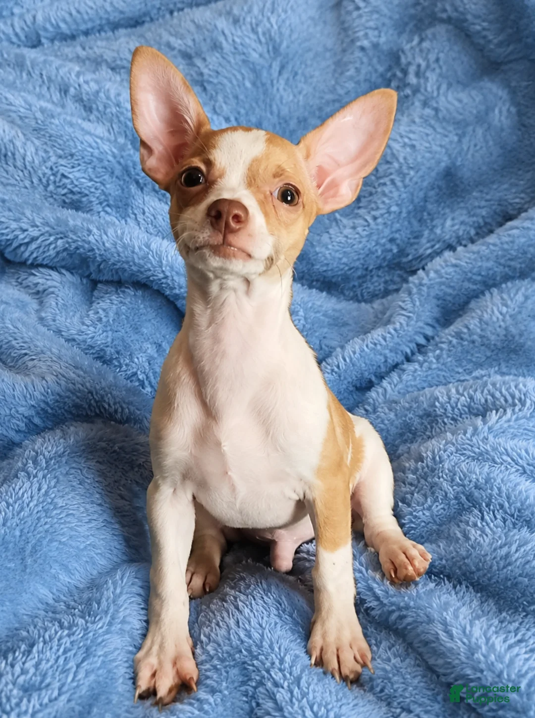 Chihuahua dogs for sale: Male teacup chihuahua.  Hand Delivery  - Ad 1