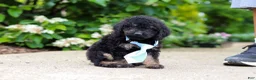 Cavapoo dogs for sale: Cooper - Ad 4