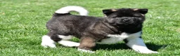 Akita dogs for sale: Bruiser - Ad 6