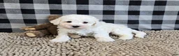 Bichon Frise dogs for sale: Bruce - Ad 3