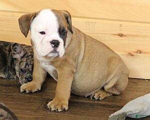 English Bulldog dogs GRANT - RED & WHITE - Ad 5