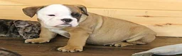 English Bulldog dogs for sale: GRANT - RED & WHITE - Ad 1