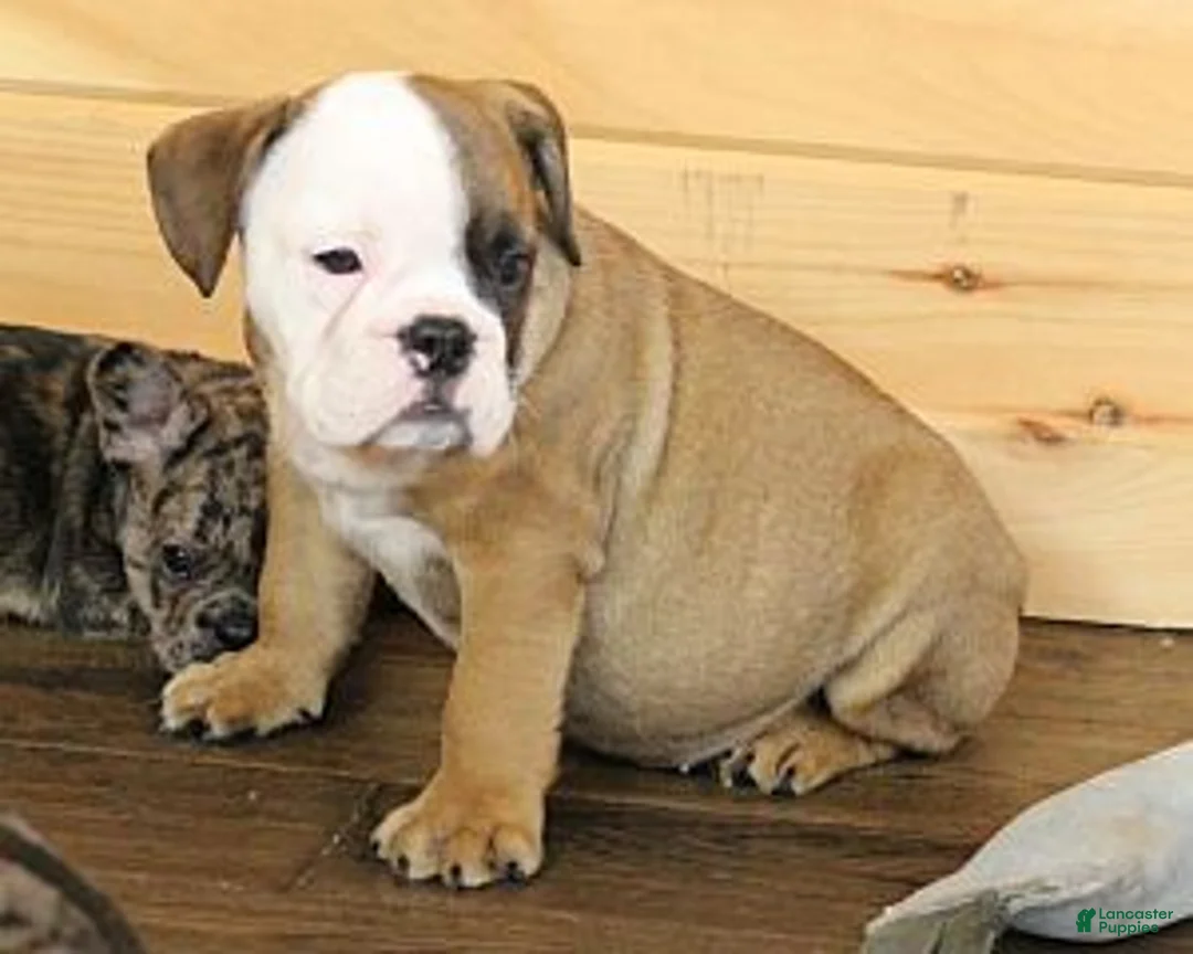 English Bulldog dogs for sale: GRANT - RED & WHITE - Ad 1