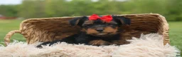 Yorkshire Terrier dogs for sale:  Benji  💛🐾 - Ad 8
