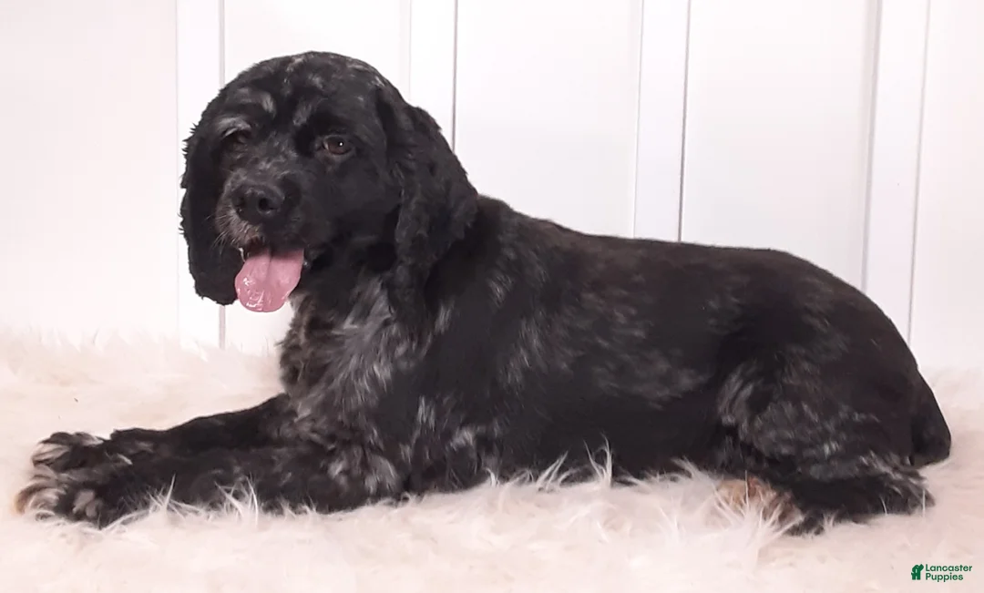 Cocker Spaniel dogs for sale: Vance - Ad 6