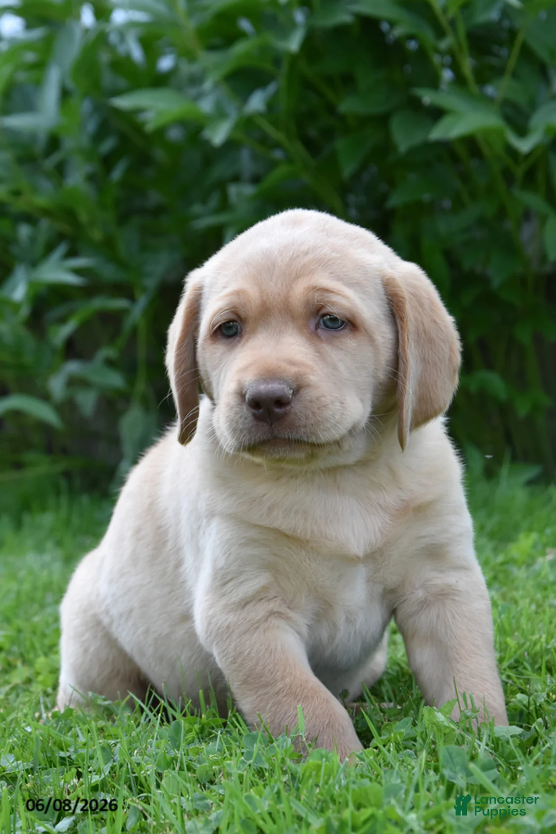 Labrador Retriever dogs for sale: Malik - Ad 2