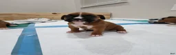 Boxer dogs for sale: BELLE - Ad 2
