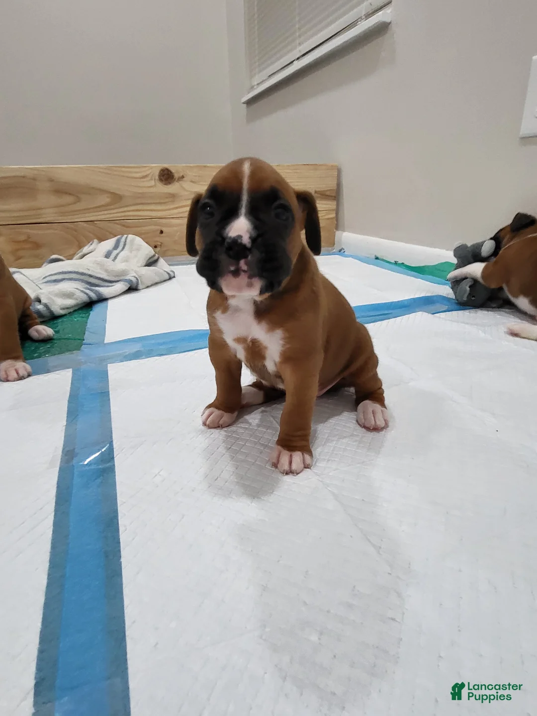 Boxer dogs for sale: BELLE - Ad 2