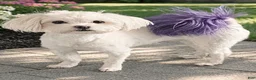 Maltese dogs for sale: Blue - Ad 2