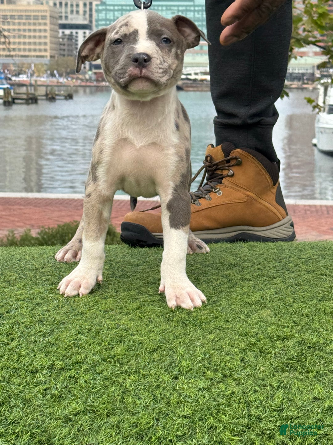 American Bully dogs for sale: Greyjoy  - Ad 26