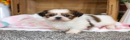 Shih Tzu dogs for sale: Jackie - Ad 6