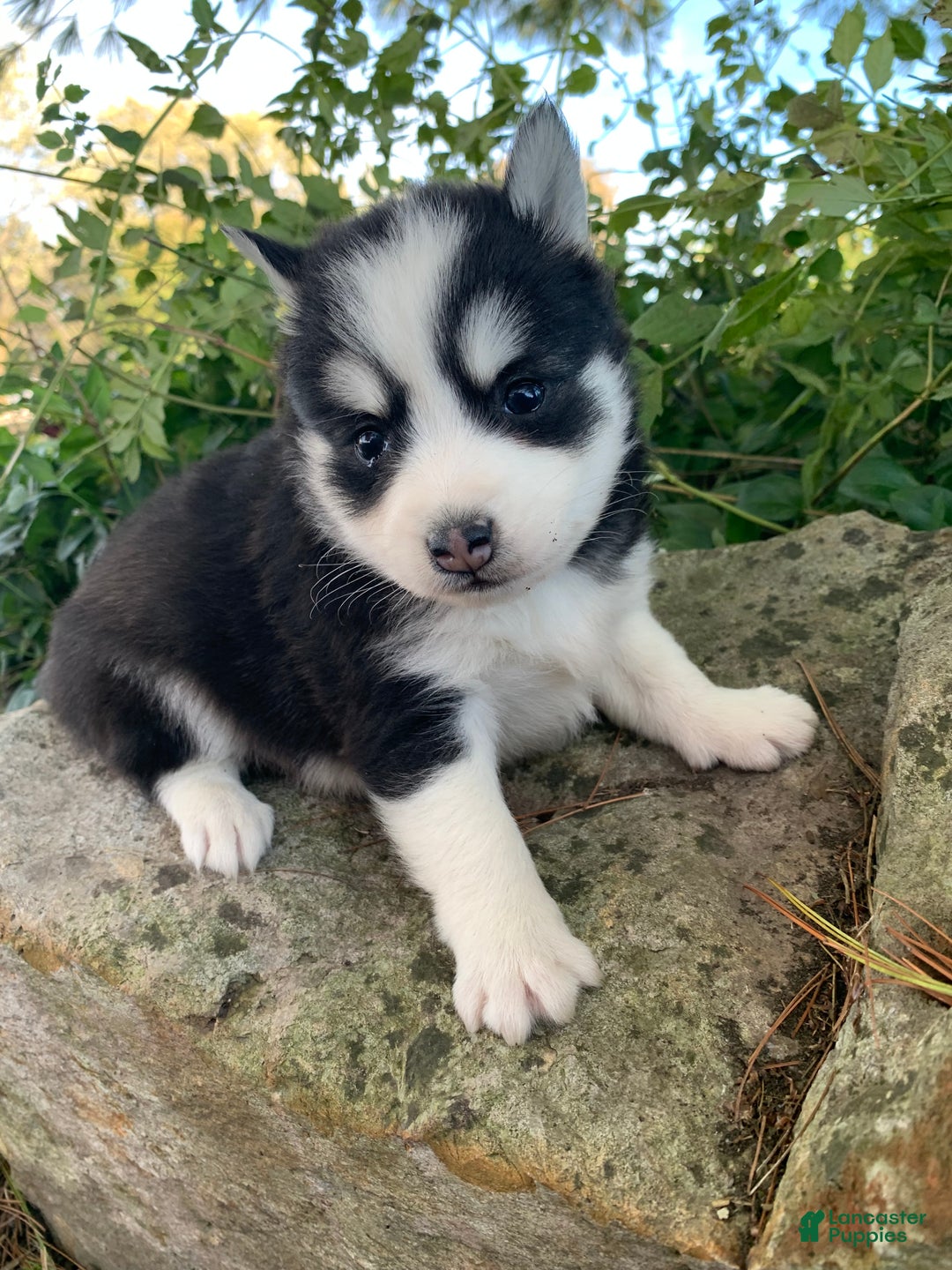 Alaskan Klee Kai dogs for sale: 🎄Wolf is reserved…Check out our other puppies! - Ad 5