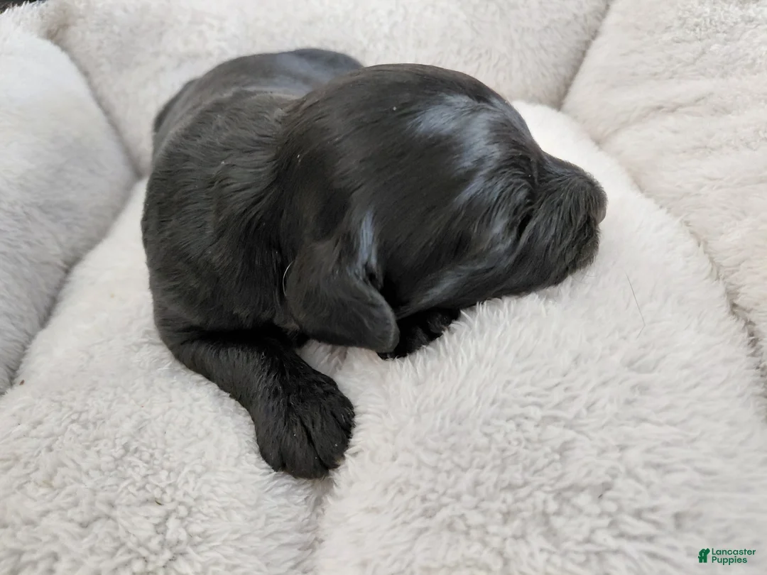 Mini Goldendoodle dogs for sale: Mini-Goldendoodle Puppy 2 - Ad 2