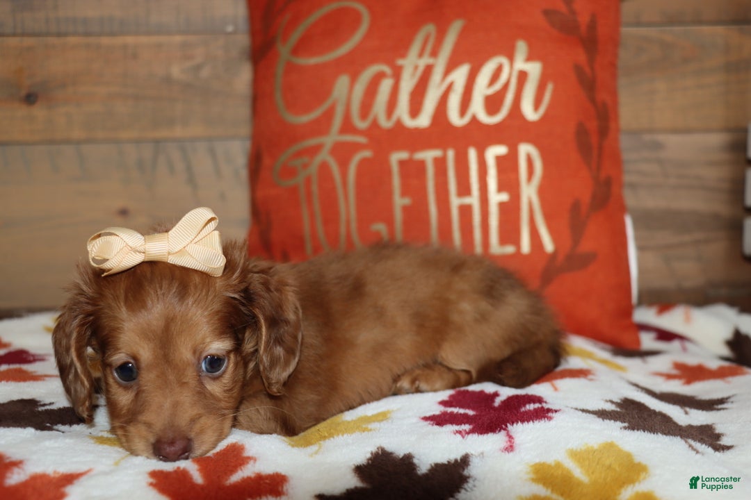 Miniature Dachshund dogs for sale: Terry  - Ad 11