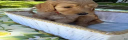 Goldendoodle dogs for sale: Ollie - Ad 3
