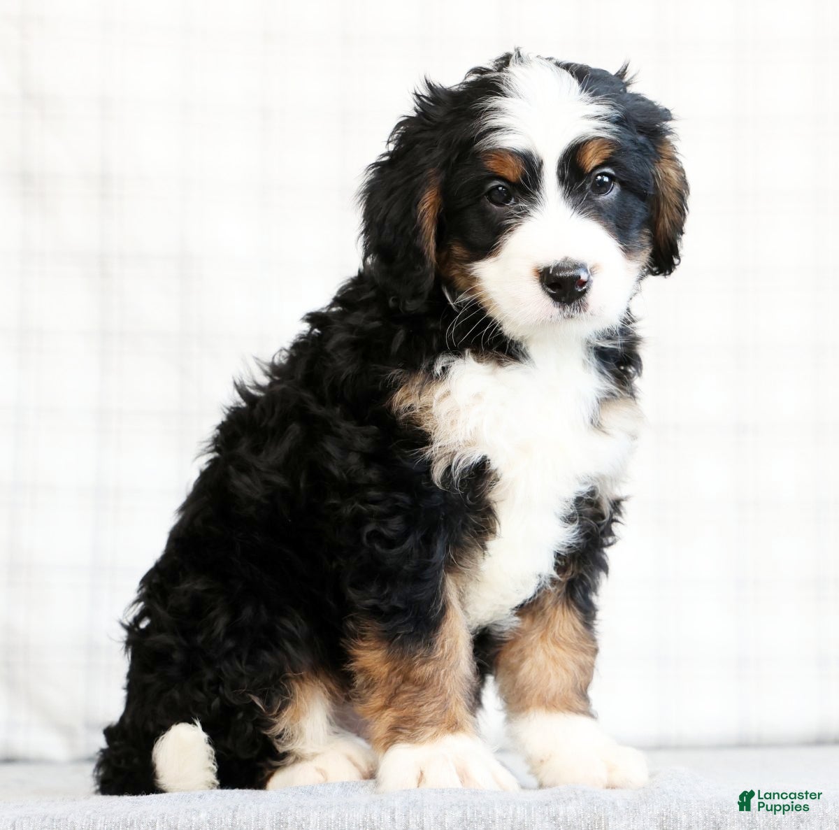 Mini Bernedoodle dogs Asher - Ad 2