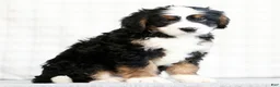 Mini Bernedoodle dogs for sale: Asher - Ad 2
