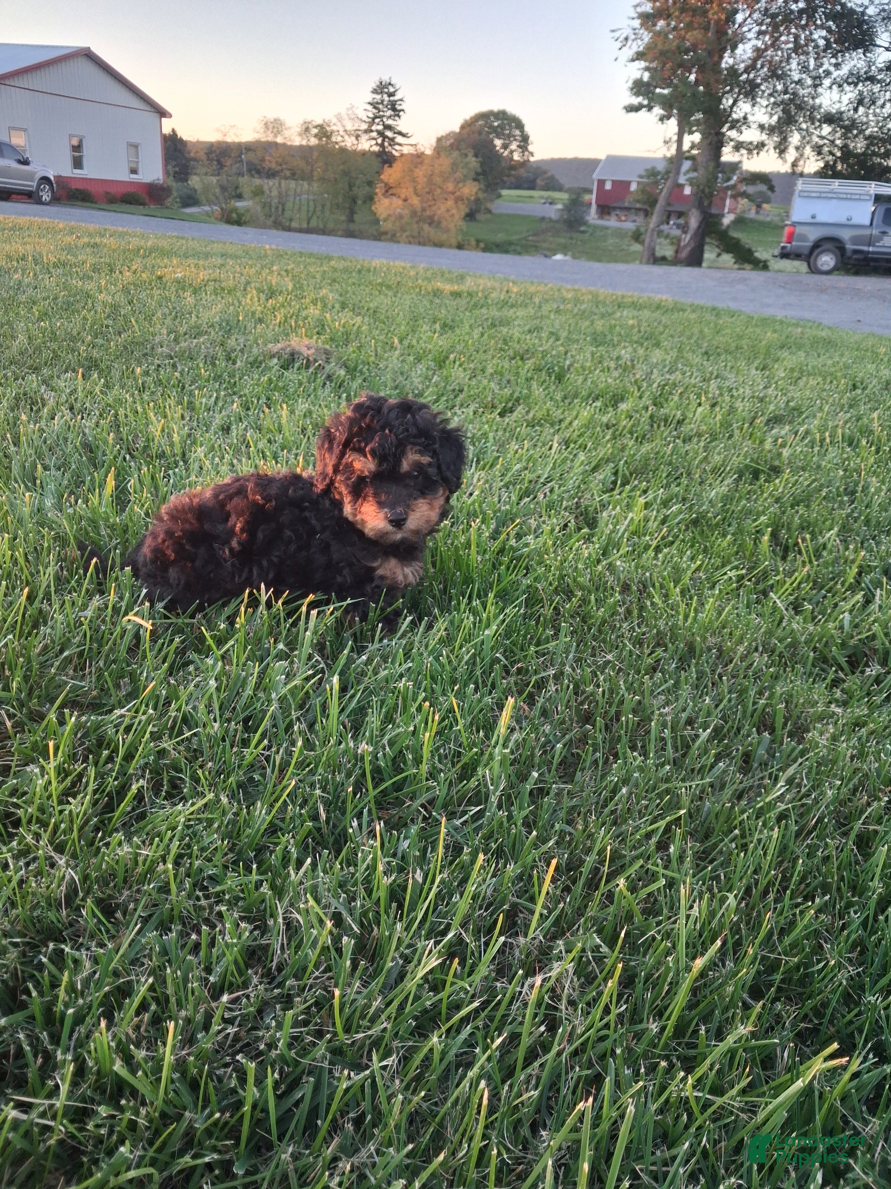 Colton (Miniature Poodle, Male) in Lykens, PA