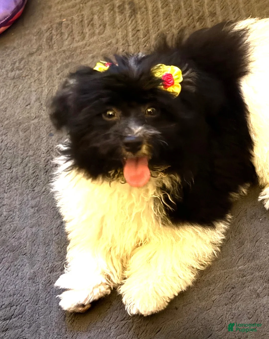 Havapoo dogs for sale: Polar Bear - Ad 2