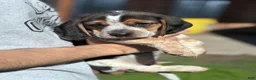 Beagle dogs for sale: Jax jr - Ad 7