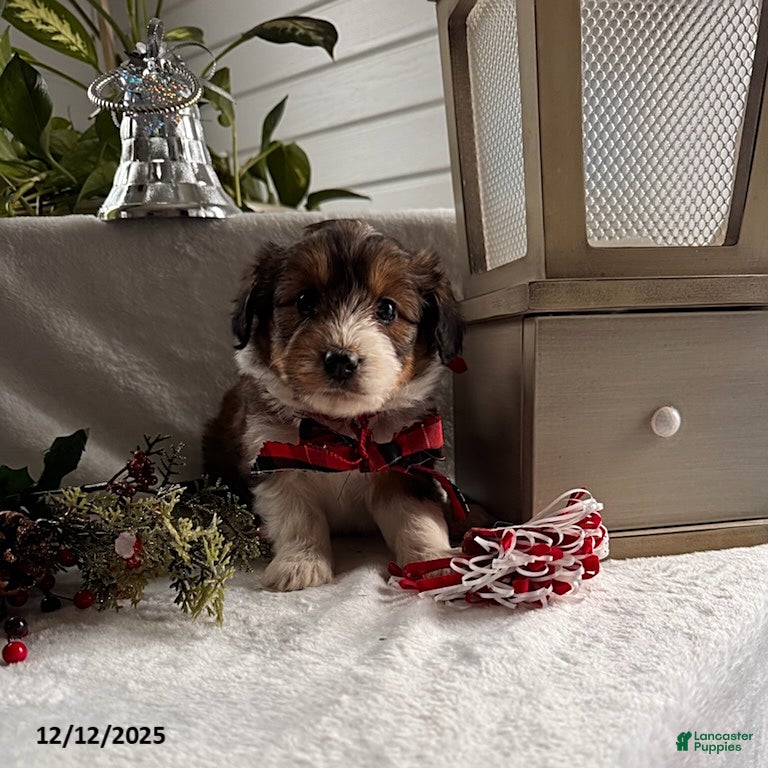 Sheltiedoodle dogs Biscuit - Ad 3