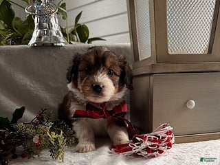 Sheltiedoodle dogs Biscuit - Ad 3