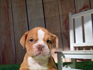 Mixed Breed dogs - Ad 37