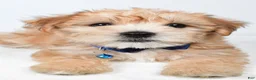 Morkie dogs for sale: Walker - Ad 4