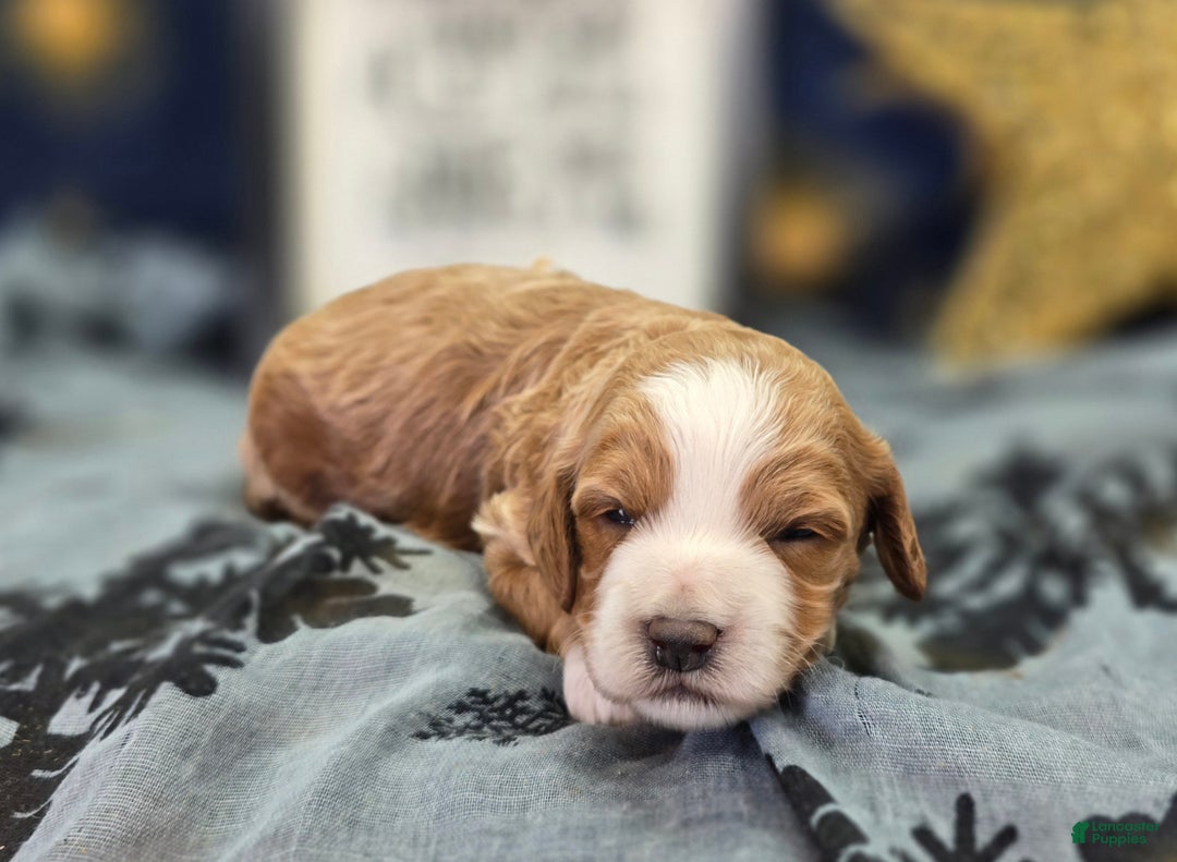 Cockapoo dogs for sale: Jingle - Ad 2