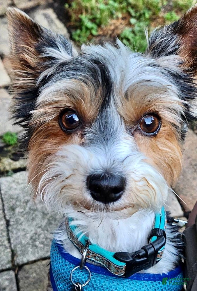 Biewer Terrier dogs for stud: Kody  - Ad 1