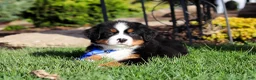 Bernese Mountain Dog dogs for sale: Charlie - Ad 8