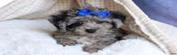 Bichpoo dogs for sale: NOAH - Ad 16