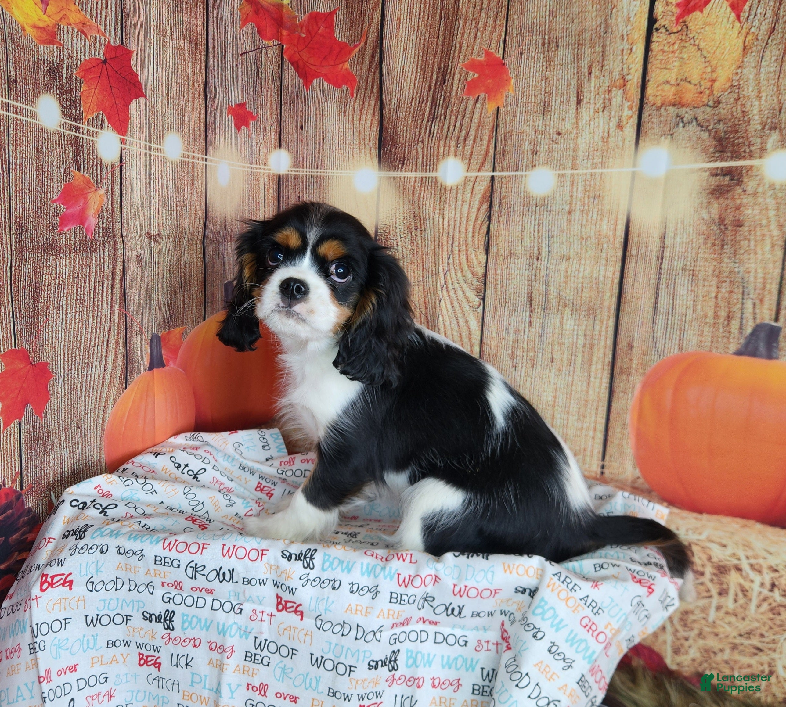 Cavalier King Charles Spaniel dogs for sale: Zoro - Ad 1