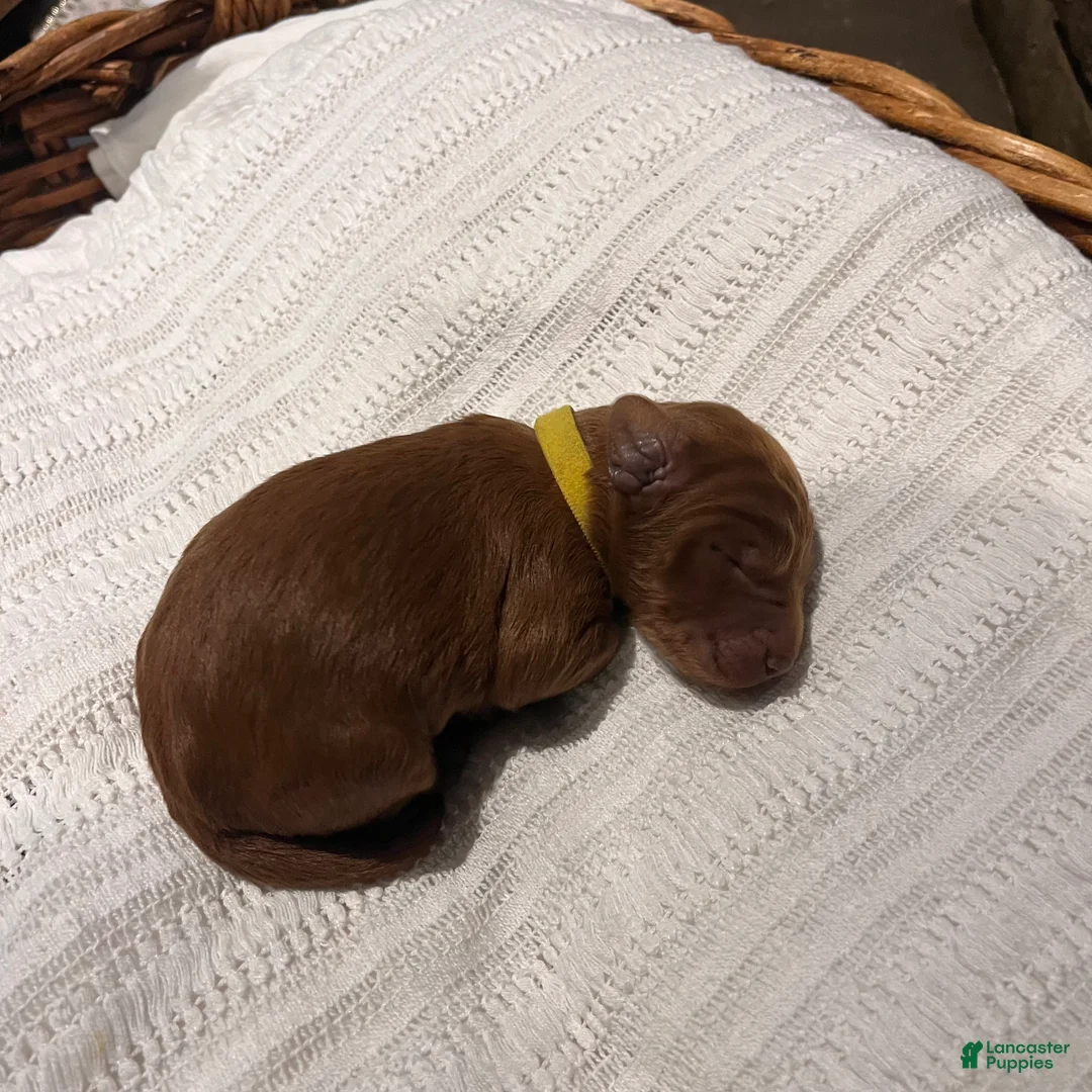 Irish Doodle dogs for sale: Yellow Collar - “Novak” - Ad 1