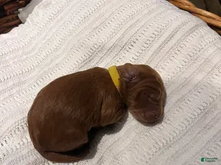 Irish Doodle dogs for sale: Yellow Collar - “Novak” - Ad 1