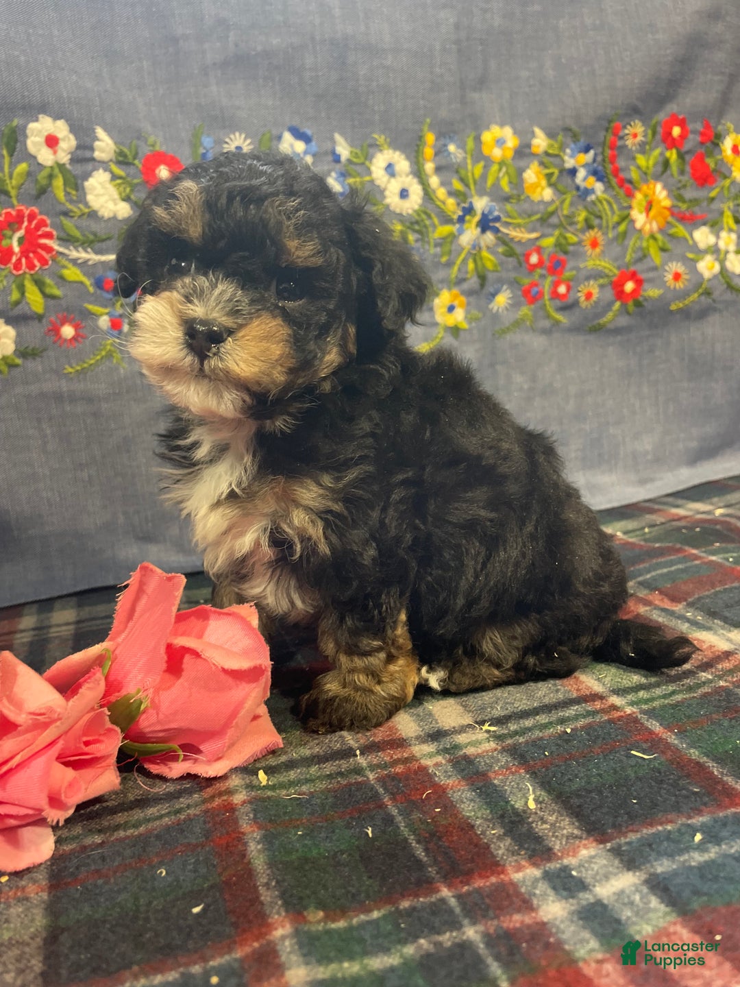 Toy Poodle dogs for sale: Peanut - Ad 3