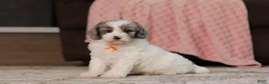 Jasper (AKC)