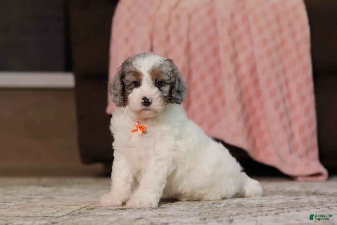 Miniature Poodle dogs for sale: Jasper (AKC) - Ad 1
