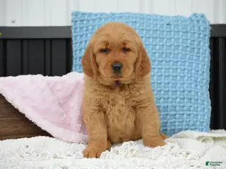 Golden Retriever dogs for sale: Daisy - Ad 4