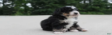 BO