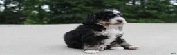 Mini Bernedoodle dogs for sale: BO - Ad 1